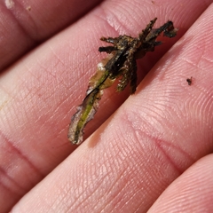 Pallavicinia lyellii