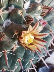 Mammillaria uncinata