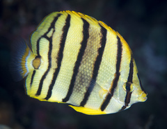 Chaetodon octofasciatus