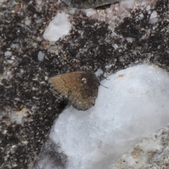 Callophrys