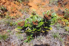 Argophyllum ellipticum