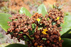 Argophyllum ellipticum