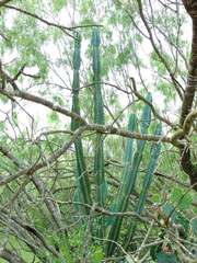Cereus hildmannianus