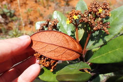 Argophyllum ellipticum