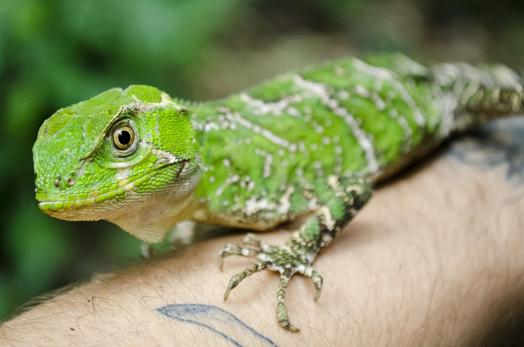 Ihering's Fathead Anole
