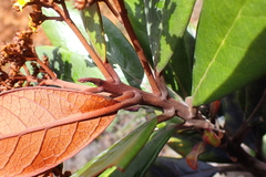 Argophyllum ellipticum