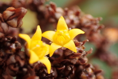 Argophyllum ellipticum