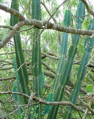 Cereus hildmannianus