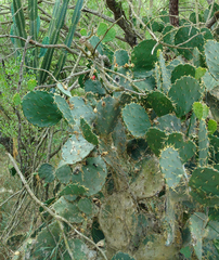 Opuntia alta