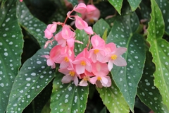 Begonia maculata