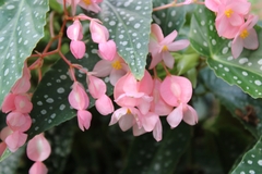 Begonia maculata
