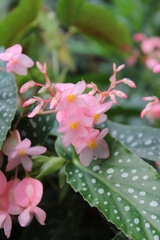 Begonia maculata
