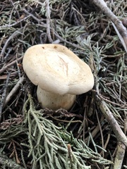 Leucopaxillus albissimus