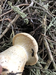 Leucopaxillus albissimus