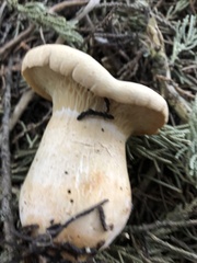 Leucopaxillus albissimus