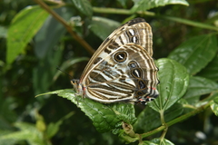 Morpho sulkowskyi