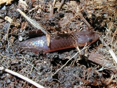 Carphophis amoenus amoenus