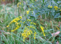Solidago gigantea