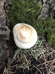 Leucopaxillus albissimus