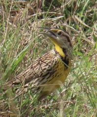 Sturnella magna