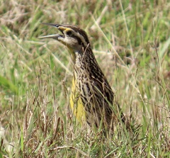 Sturnella magna