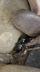 Odontotaenius disjunctus