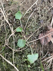 Ranunculus abortivus