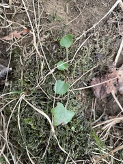 Ranunculus abortivus