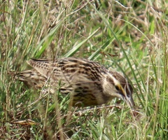 Sturnella magna
