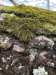 Drummondia prorepens