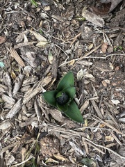 Hyacinthus orientalis