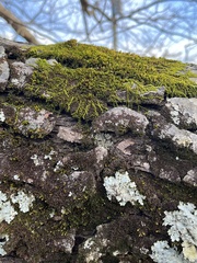 Drummondia prorepens