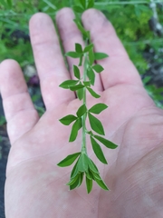Genista monspessulana