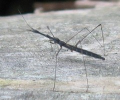 Hydrometra stagnorum