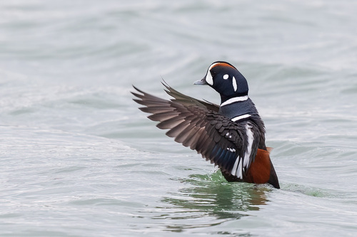 Harlequin Duck