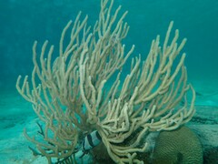 Chaetodon striatus