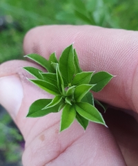 Genista monspessulana