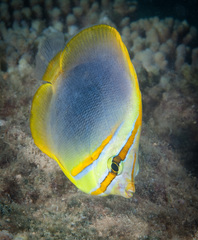 Chaetodon aureofasciatus