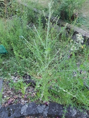 Genista monspessulana