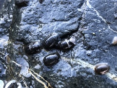 Gnorimosphaeroma oregonense