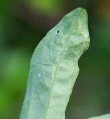 Liriomyza schmidti