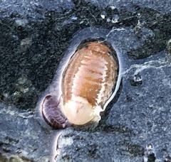 Gnorimosphaeroma oregonense