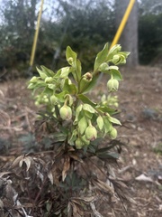 Helleborus foetidus