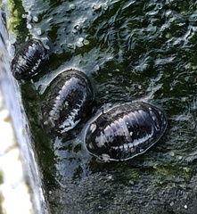 Gnorimosphaeroma oregonense