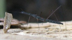 Hydrometra stagnorum