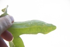 Liriomyza schmidti
