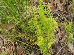 Lindsaea microphylla