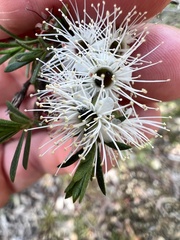 Kunzea
