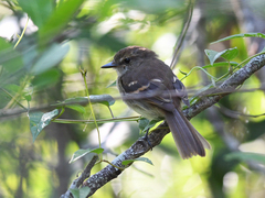 Cnemotriccus fuscatus