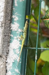 Anolis roquet